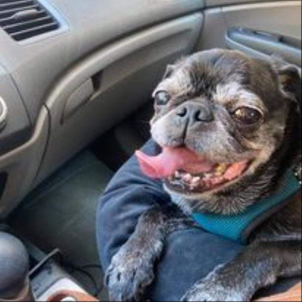 /Images/uploads/Louies Legacy Animal Rescue/cutest-rescue-pet-2023/entries/28062thumb.jpg